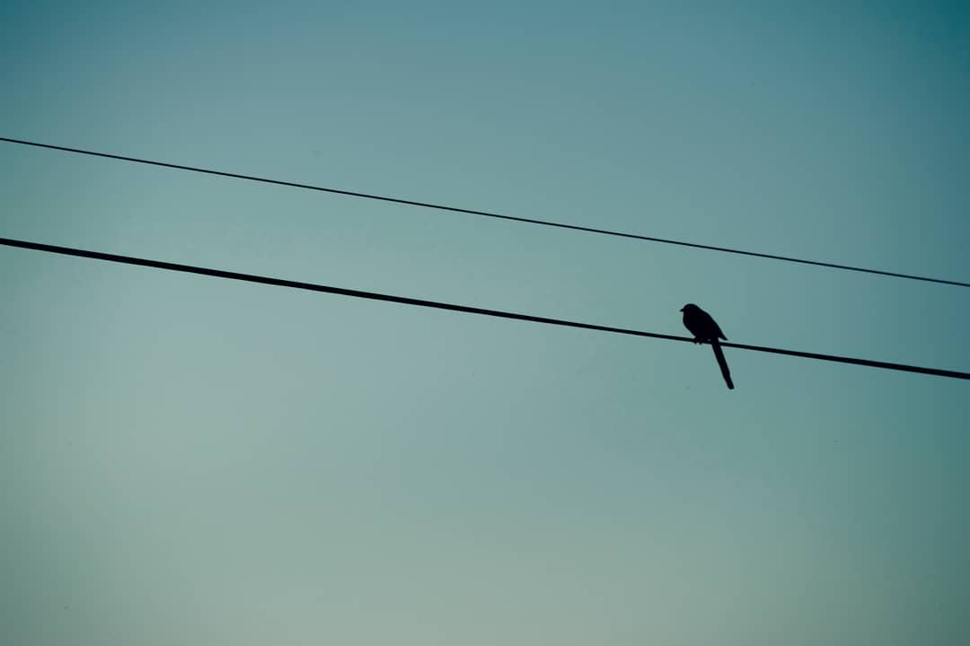 A picture of a Bird landscape