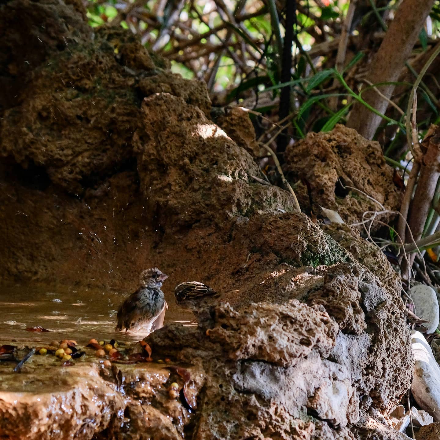 A picture of a Bird in a beach
