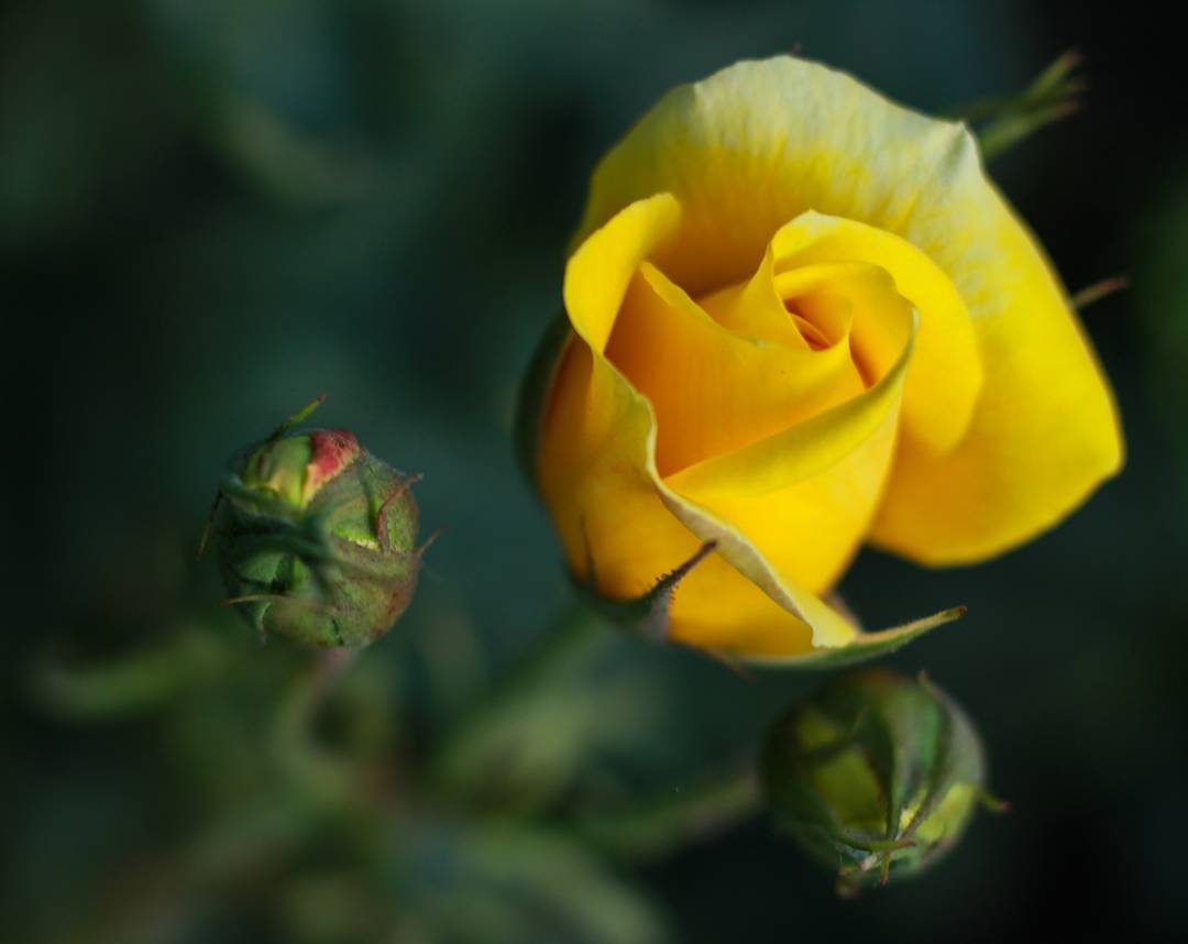 A picture of a yellow rose