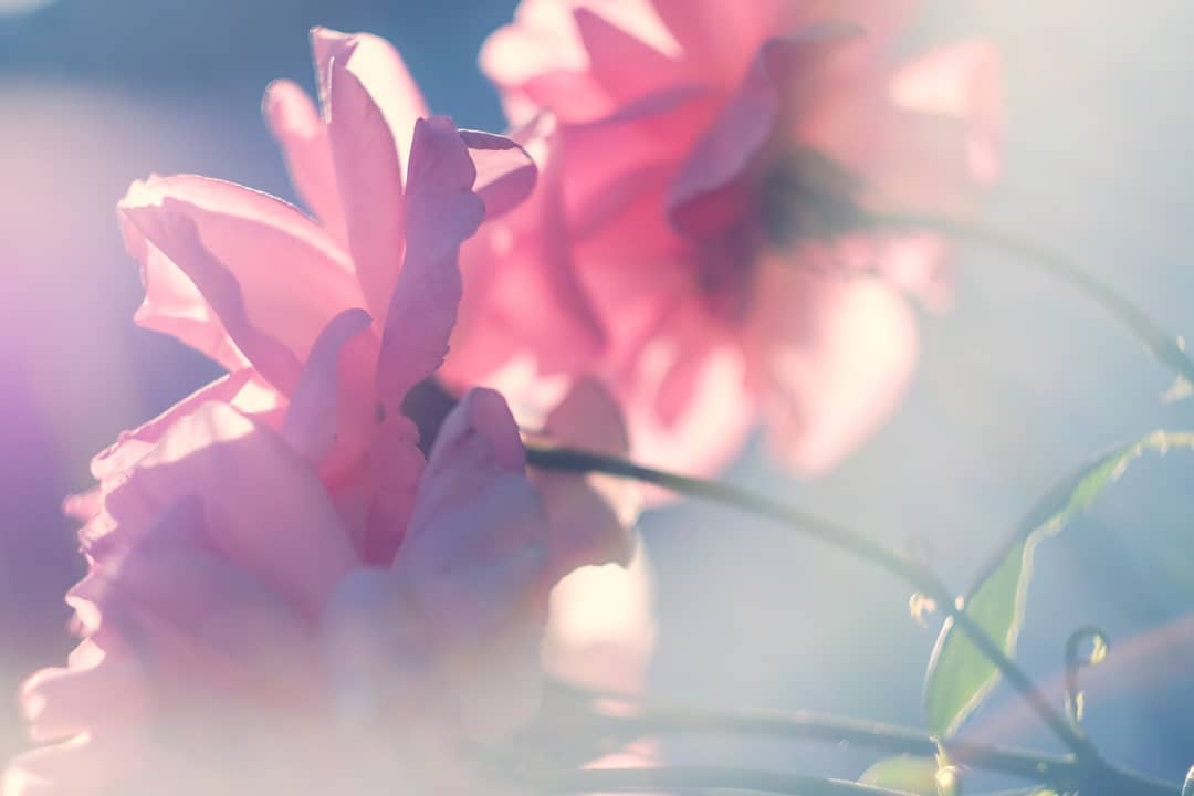 A picture of a Pink rose