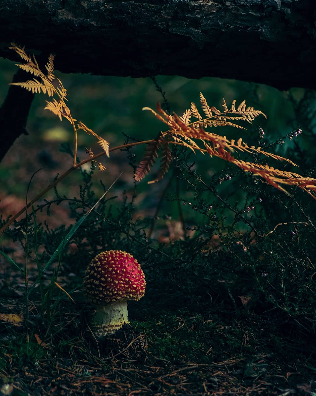 A picture of a mushroom in forest