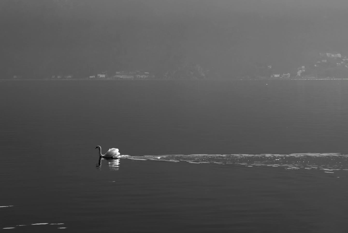 A picture of a swan in lake