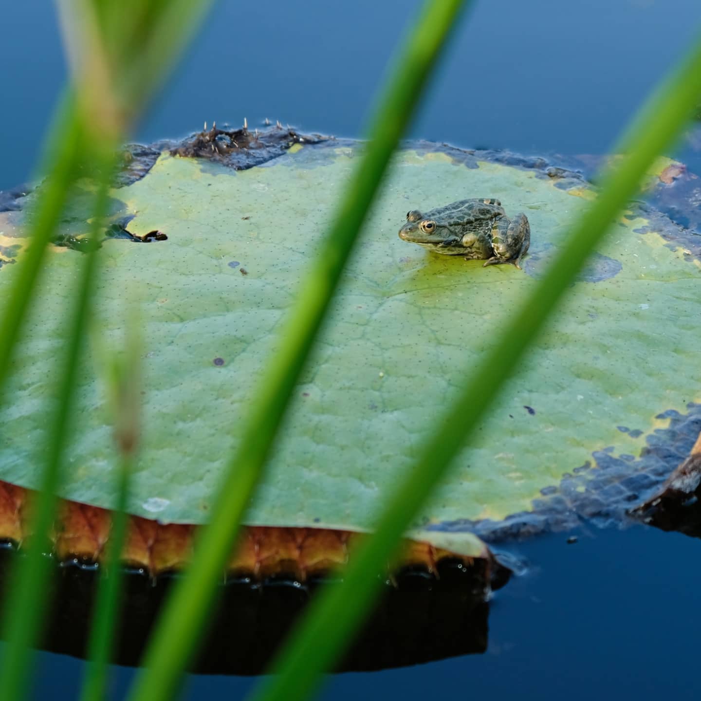 A picture of a frog on plant