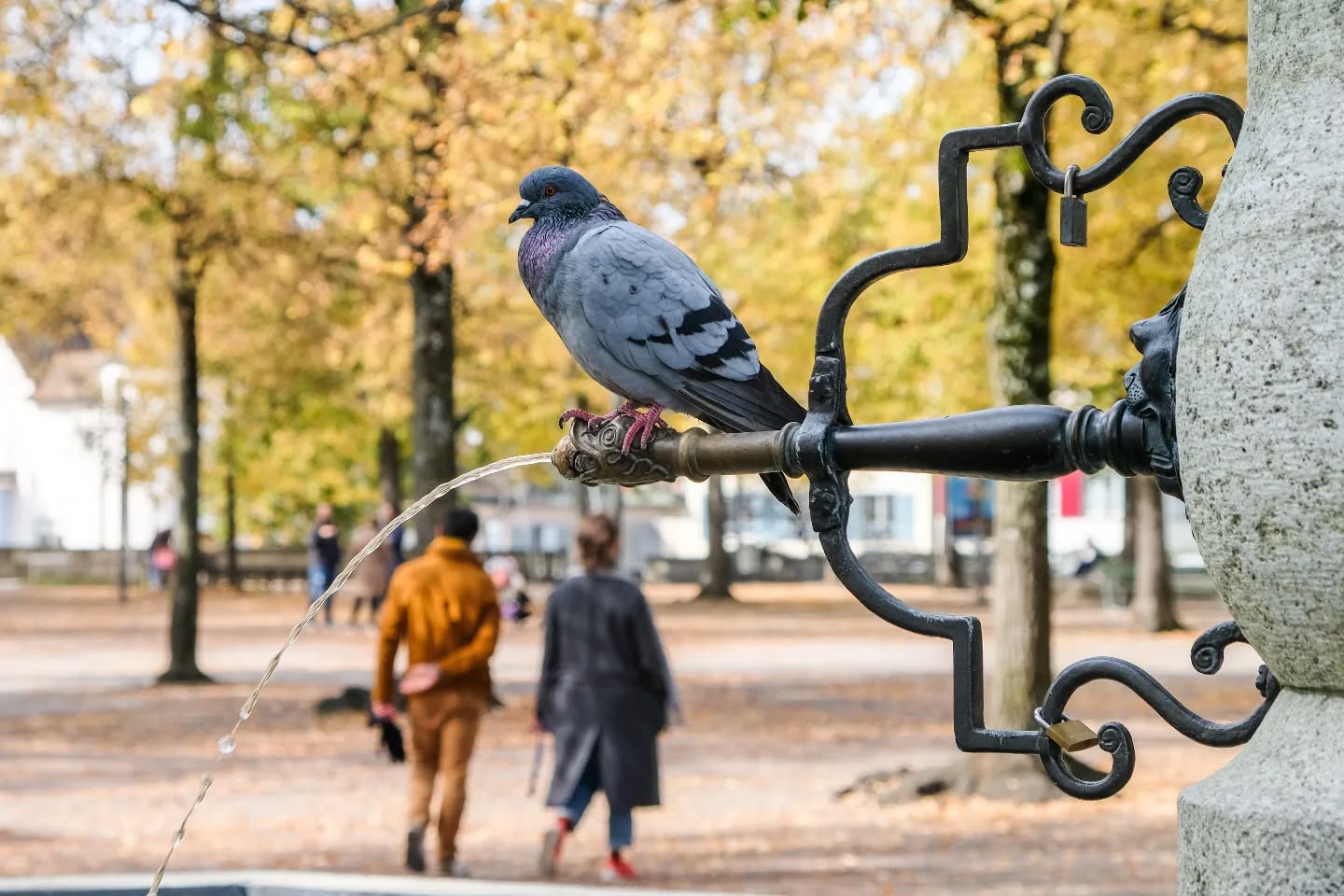 A picture of a picture of a pidgeon on a fountain